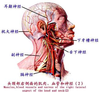 神经系统解剖 周围神经系统 周围神经系统-简介，周围神经系统-解剖