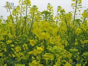 植物形态学 芸薹 芸薹-简介，芸薹-植物形态