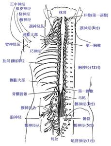 毛概第九章第二节ppt 第九章第二节脊髓和脊神经 教学设计