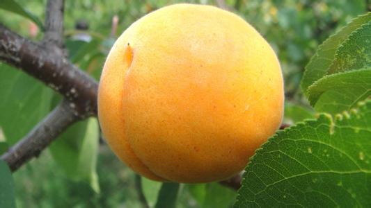 杏仁的食用方法 杏的作用及食用方法