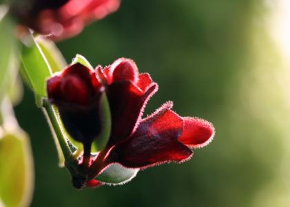 口红颜色分类 口红花 口红花-植物特性，口红花-分类介绍