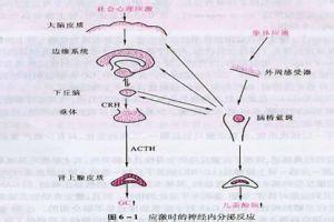 急性应激反应 急性应激反应 急性应激反应-概述，急性应激反应-病因