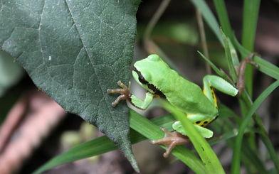 雨蛙 雨蛙-物种简介，雨蛙-生活习性