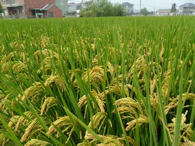 春节的起源简介 粳稻 粳稻-简介，粳稻-粳稻起源