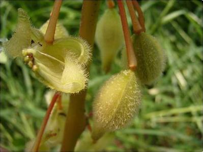 凤仙花 科学 三年级 学种凤仙花