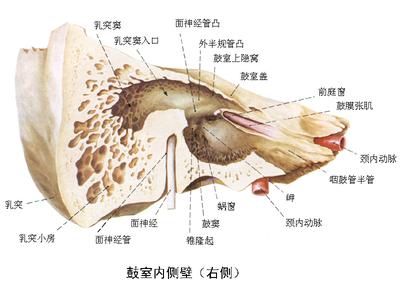 中耳鼓室 中耳 中耳-鼓室，中耳-鼓膜