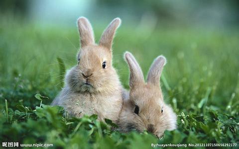 小兔子的外形特征 野兔子 野兔子-外形特征，野兔子-生长环境