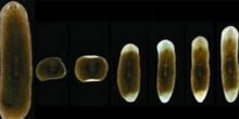 概述北京人的特征 涡虫 涡虫-概述，涡虫-内部特征