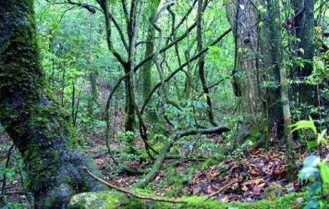 中国原始森林分布图 原始森林 原始森林-主要功能，原始森林-分布范围