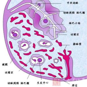 胎儿发育过程图 脾脏 脾脏-发育过程，脾脏-构造