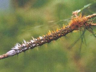 形态特征 松毛虫 松毛虫-形态特征，松毛虫-种类和分布