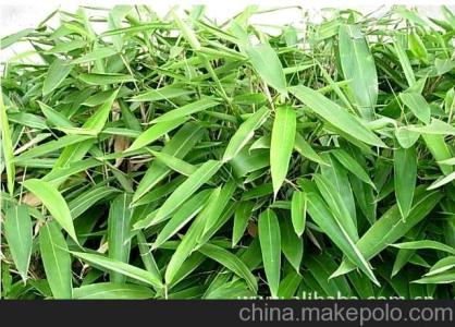 叶片形态 生态适应性 箬竹 箬竹-形态特征，箬竹-适应气候