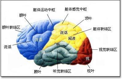 大脑皮层的作用 大脑皮层 大脑皮层-简介，大脑皮层-作用