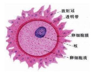 构成卵细胞最基本 卵细胞 卵细胞-基本简介，卵细胞-成分构造