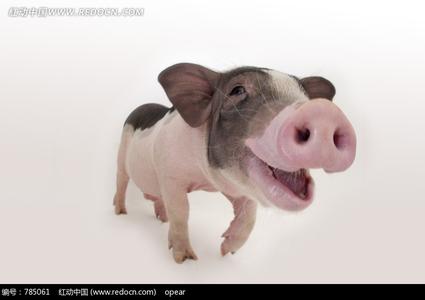 宠物猪种类 宠物猪 宠物猪-基本简介，宠物猪-种类