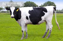 形态特征选股突破介绍 乳牛 乳牛-形态特征，乳牛-品种介绍