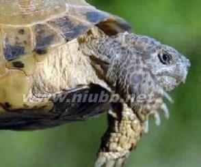 四爪陆龟的品种简介 四爪陆龟 四爪陆龟-物种信息，四爪陆龟-动物简介