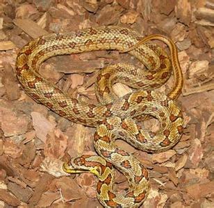玉米蛇 玉米蛇-基本信息，玉米蛇-习性特征