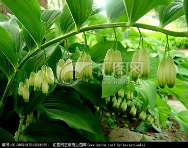 玉竹的品种分类 玉竹 玉竹-植物描述，玉竹-玉竹品种