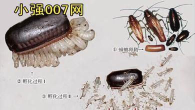 蟑螂卵 蟑螂卵 蟑螂卵-特点描述，蟑螂卵-形成过程