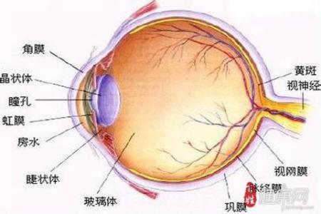 结膜炎的症状及治疗 眼结膜 眼结膜-眼结膜的概念，眼结膜-症状和诊断