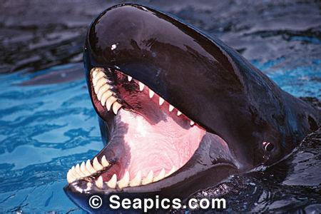 大白鲨和虎鲸体型对比 伪虎鲸 伪虎鲸-体型，伪虎鲸-特征
