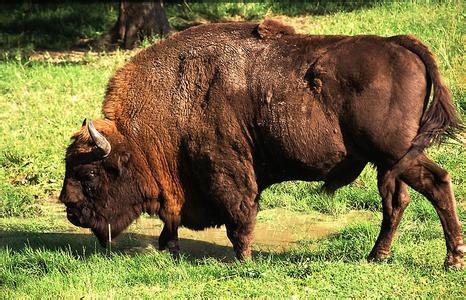 欧洲野牛 欧洲野牛 欧洲野牛-历史，欧洲野牛-外形特征