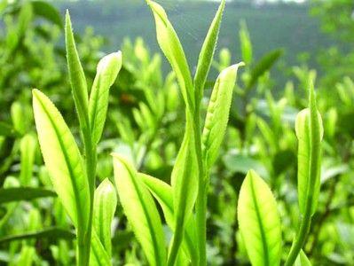 茶叶的形态特征有 茶叶 茶叶-自然地理，茶叶-形态特征