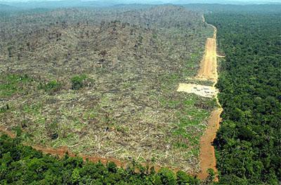 亚马逊雨林 亚马逊雨林 亚马逊雨林-简介，亚马逊雨林-生物多样性