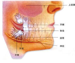 第三大臼齿 智齿[人类第三大臼齿] 智齿[人类第三大臼齿]-概念，智齿[人类第