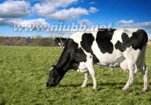 胎儿生长发育过程图 奶牛 奶牛-简介，奶牛-生长发育过程