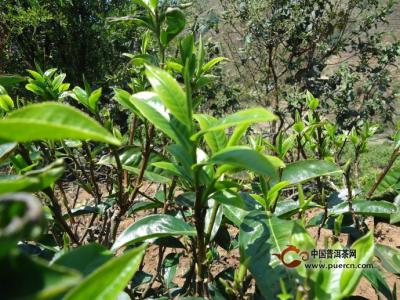 茶树 茶树-生长习性，茶树-分布