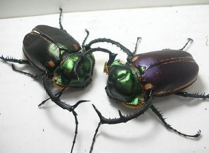甲虫分类 甲虫 甲虫-简介，甲虫-分类