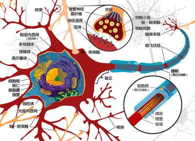 神经元细胞 神经元[生物细胞] 神经元[生物细胞]-概述，神经元[生物细胞]-功