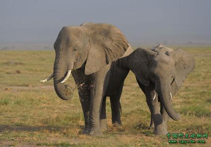非洲象简介 非洲象 非洲象-简介，非洲象-分布范围