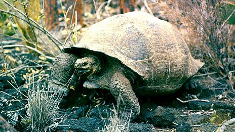 加拉巴哥象龟 加拉巴哥象龟 加拉巴哥象龟-形态及行为特征，加拉巴哥象龟-繁殖