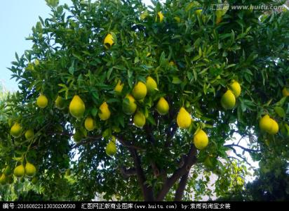 形态特征 柚子树 柚子树-形态特征，柚子树-分布范围