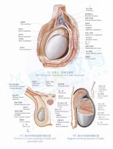 附睾解剖图 附睾 附睾-简要介绍，附睾-结构解剖