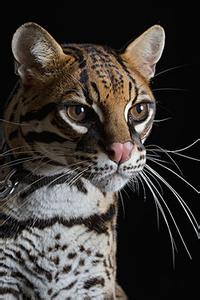 小动物的外形特征 虎猫 虎猫-动物概述，虎猫-外形特征