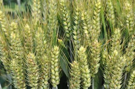 麦子的种类 麦子 麦子-形态特征，麦子-种类分布