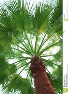 棕榈树品种 棕榈 棕榈-基本概述，棕榈-大概品种
