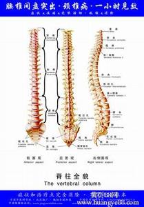 腰椎病的中医辨证分型 腰椎 腰椎-结构，腰椎-腰椎病分型