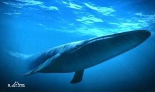 须鲸 须鲸-外形特征，须鲸-生活习性