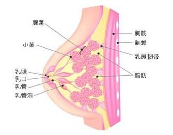 乳腺结核 乳腺结核 乳腺结核-概述，乳腺结核-诊断