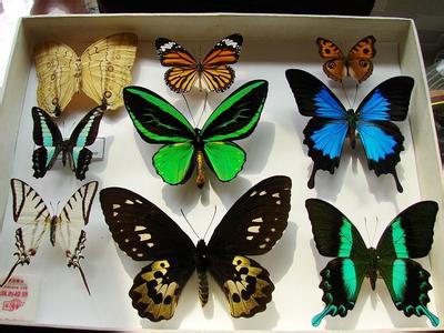 蝴蝶标本制作 如何制作蝴蝶标本？