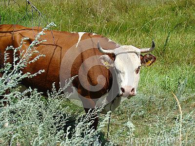 自然之力怎么驯化动物 牛[动物] 牛[动物]-起源与驯化，牛[动物]-特征