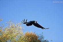 andean condor 安第斯秃鹰 安第斯秃鹰-AndeanCondor－安第斯秃鹰，安第斯秃鹰-