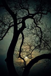 木朵真实的照片 木朵的诗