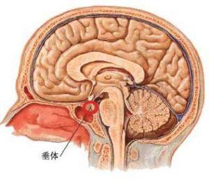 脑垂体形态饱满 脑垂体 脑垂体-介绍，脑垂体-位置形态