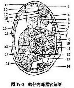 毒物排泄的重要器官有 鱼的排泄器官 鱼的排泄器官-形态特征，鱼的排泄器官-解剖构造